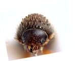 Hypothenemus interstitialis 12485
