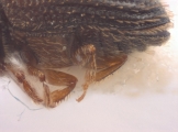 Hypothenemus interstitialis 12485