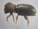 Hypothenemus interstitialis 12485