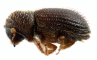 Hypothenemus interstitialis 12485