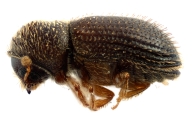 Hypothenemus interstitialis 12485