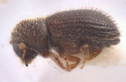 Hypothenemus interstitialis 12485