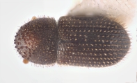 Hypothenemus interstitialis 12485