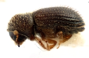 Hypothenemus interstitialis 12485