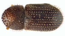 Hypothenemus interstitialis 12485