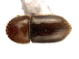 Hypothenemus javanus 11986