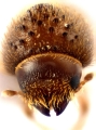 Hypothenemus javanus 11986
