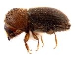 Hypothenemus javanus 11986