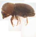 Hypothenemus javanus 11986