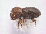 Hypothenemus javanus 12489