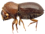 Hypothenemus javanus 12489