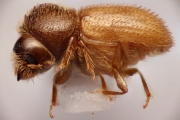 Hypothenemus javanus 14874