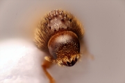 Hypothenemus javanus 14874