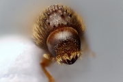 Hypothenemus javanus 14874