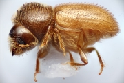 Hypothenemus javanus 14874