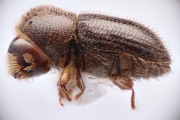 Hypothenemus javanus 14876