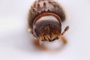 Hypothenemus javanus 14876