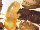 Hypothenemus javanus 14218