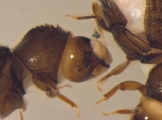 Hypothenemus javanus 14218