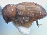 Hypothenemus major 10440