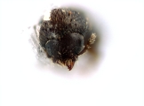 Hypothenemus miles 12596