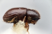 Hypothenemus namosianus 10441