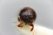 Hypothenemus namosianus 10441