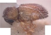 Hypothenemus nanulus 10442