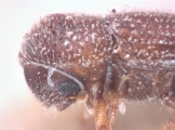 Hypothenemus nanulus 10442