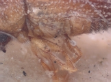 Hypothenemus nanulus 10442