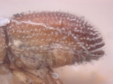 Hypothenemus nanulus 10442