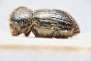 Hypothenemus natalensis 14916