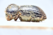 Hypothenemus natalensis 14916