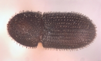 Hypothenemus obscurus 11782