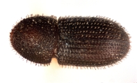 Hypothenemus obscurus 11782
