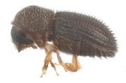 Hypothenemus obscurus 11782