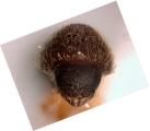 Hypothenemus obscurus 11782