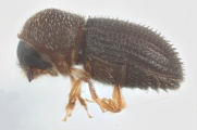 Hypothenemus obscurus 11782