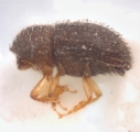 Hypothenemus obscurus 11782