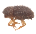 Hypothenemus obscurus 11782