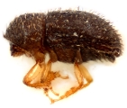 Hypothenemus obscurus 11782