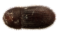 Hypothenemus obscurus 12744