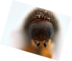 Hypothenemus obscurus 12744