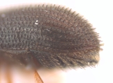 Hypothenemus obscurus 12744