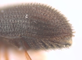 Hypothenemus obscurus 12744