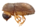 Hypothenemus obscurus 12747