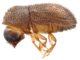 Hypothenemus obscurus 12747