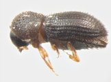 Hypothenemus obscurus 13556