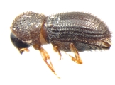 Hypothenemus obscurus 13556