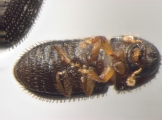 Hypothenemus obscurus 13556